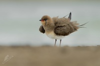 Ouhorlik stepni - Glareola pratincola - Collared Pratincole 6896b